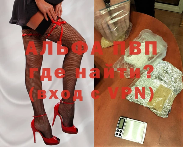 стаф Корсаков